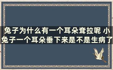 兔子为什么有一个耳朵耷拉呢 小兔子一个耳朵垂下来是不是生病了